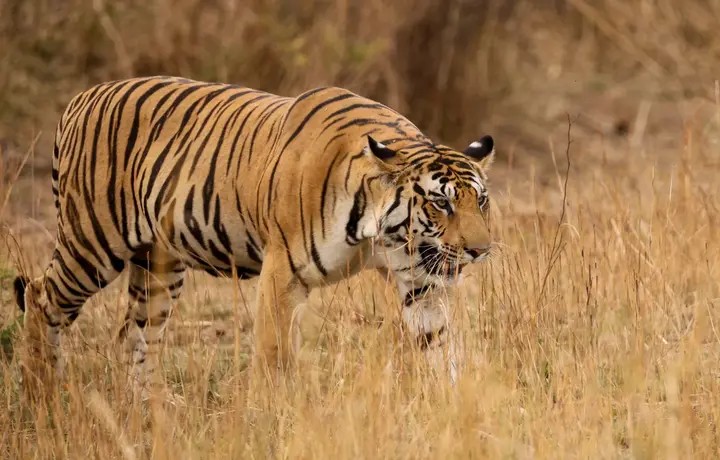Meghalaya Kaziranga Wahniangleng Valley & Jowai Tour